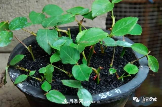 月季秋插方法很簡單，做好這幾步，生根快，成活率95%以上(圖5)