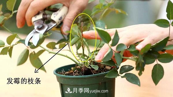 月季小苗冬天剪不剪？(圖2)