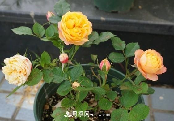 月季***適合施肥的時(shí)節(jié)，具體施什么肥？(圖3)