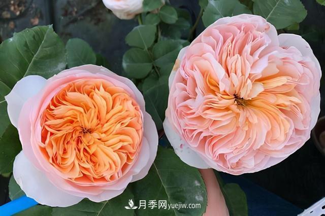 這3個月季品種是陽臺霸主，喜歡月季花的人都在種植(圖1)