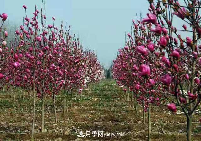 苗木一年四季栽植有哪些特點(diǎn)？(圖1)