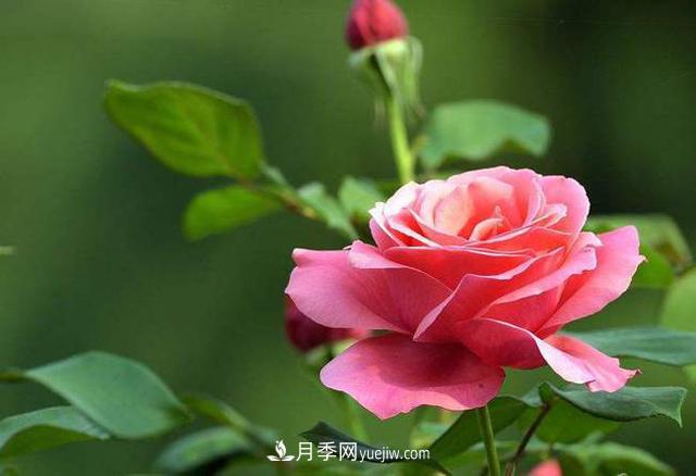 月季：自我成全，成就尊嚴(yán)，無關(guān)世俗的偏見！(圖1)