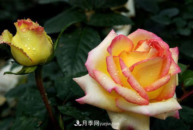 月季：自我成全，成就尊嚴(yán)，無關(guān)世俗的偏見！(圖2)