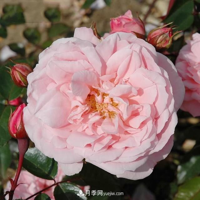 熱銷的8種月季花，沒養(yǎng)的都后悔了！(圖7)
