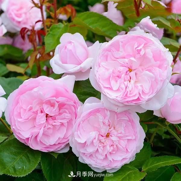 熱銷的8種月季花，沒養(yǎng)的都后悔了！(圖8)