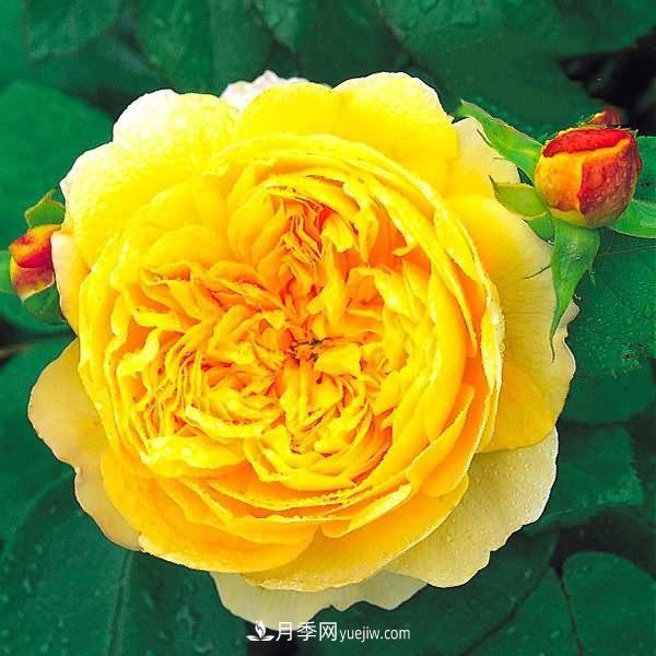 熱銷的8種月季花，沒養(yǎng)的都后悔了！(圖2)