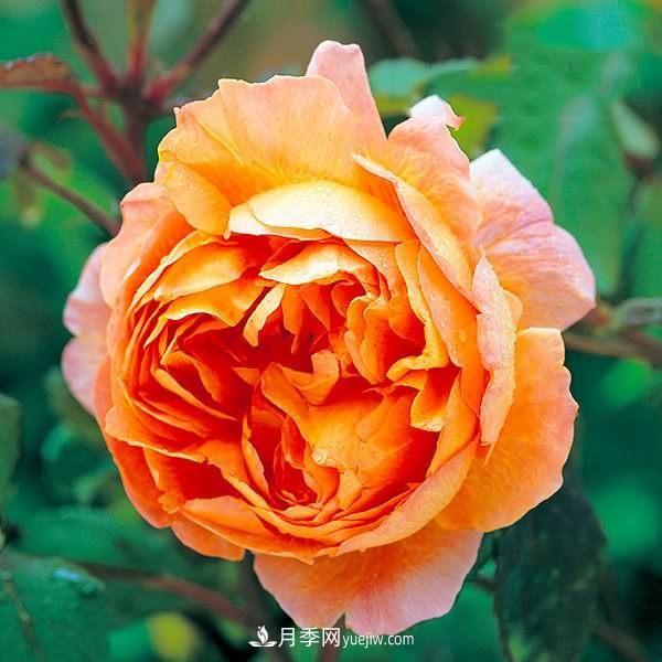 熱銷的8種月季花，沒養(yǎng)的都后悔了！(圖1)