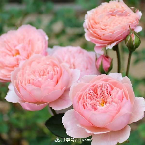熱銷的8種月季花，沒養(yǎng)的都后悔了！(圖6)
