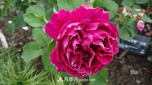 熱銷的8種月季花，沒養(yǎng)的都后悔了！(圖5)