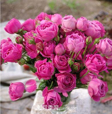 切花月季的十個養(yǎng)護技巧，全了(圖2)