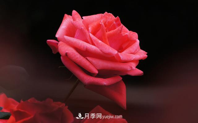 切花月季是什么呢？(圖1)