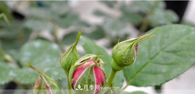 月季花有必要疏蕾嗎？(圖2)