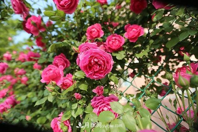 月季在秋季的盛花期如何養(yǎng)護(hù)？大神支招(圖2)