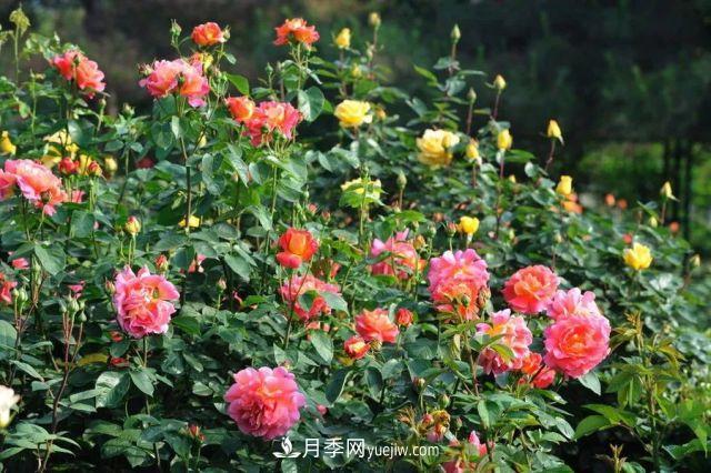 月季在秋季的盛花期如何養(yǎng)護(hù)？大神支招(圖3)