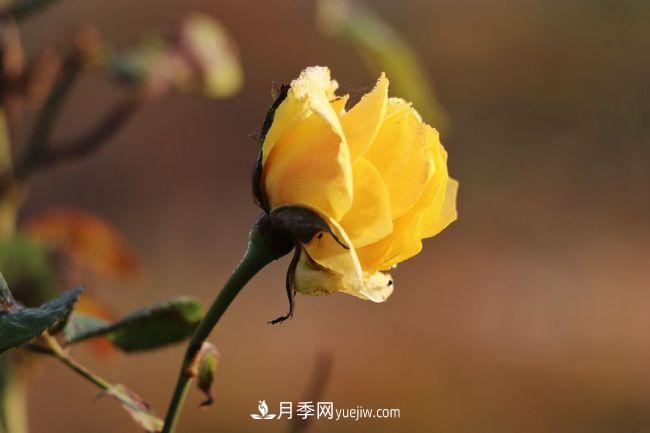 初冬拍月季，花稀別樣美(圖2)