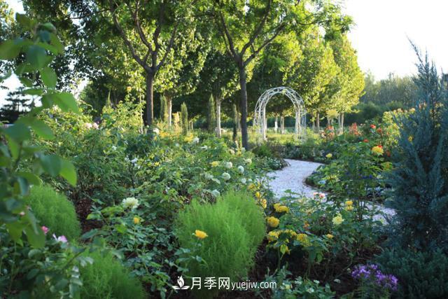 「人物」從南陽銷售員到中國推廣大使，“月季女王”成長記(圖2)
