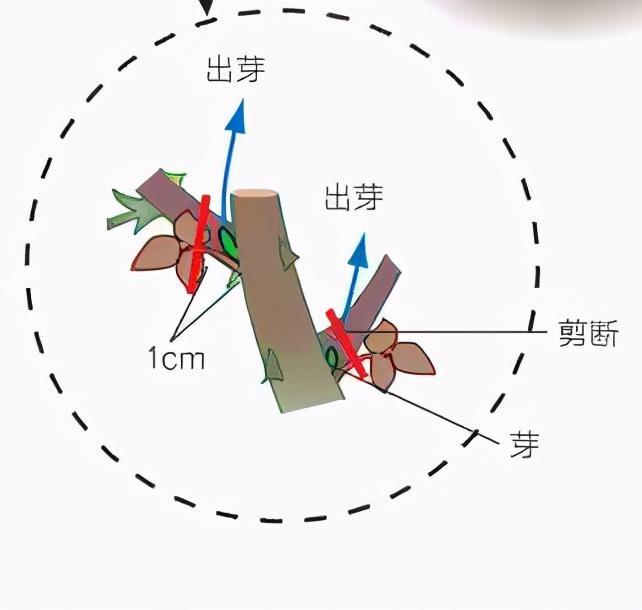 月季庭院種植秋冬養(yǎng)護要點：秋冬養(yǎng)護好，來年一樹繁花(圖3)