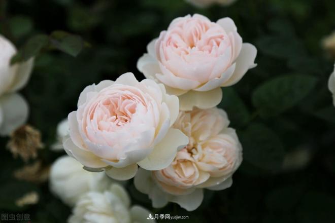 月季庭院種植秋冬養(yǎng)護要點：秋冬養(yǎng)護好，來年一樹繁花(圖2)