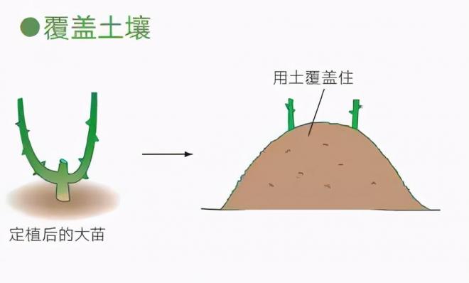 月季庭院種植秋冬養(yǎng)護要點：秋冬養(yǎng)護好，來年一樹繁花(圖4)