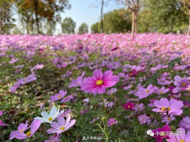 內(nèi)外聯(lián)合，中國(guó)花海探索發(fā)展之道(圖2)