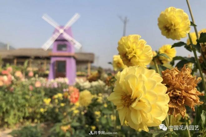 內(nèi)外聯(lián)合，中國(guó)花海探索發(fā)展之道(圖3)