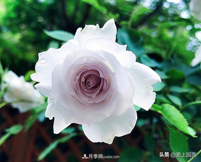 清新出塵的日本“仙女”月季，再難養(yǎng)也不能抗拒(圖3)