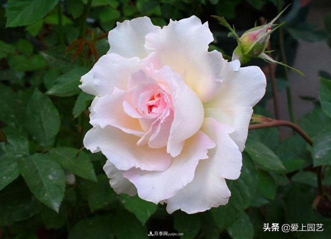 清新出塵的日本“仙女”月季，再難養(yǎng)也不能抗拒(圖2)