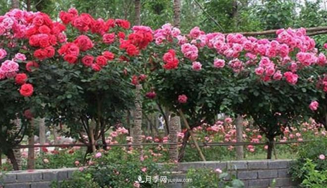 你見過大樹上面開月季花嗎？一棵賣幾百上千，還不夠賣(圖1)