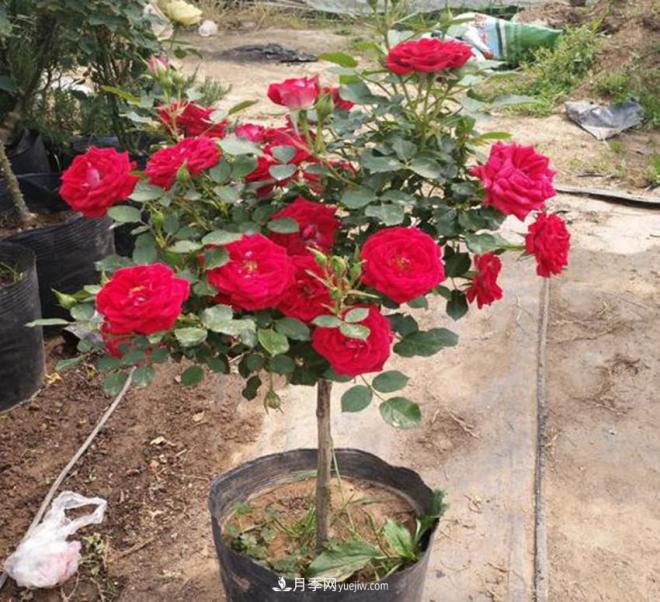 你見過大樹上面開月季花嗎？一棵賣幾百上千，還不夠賣(圖3)