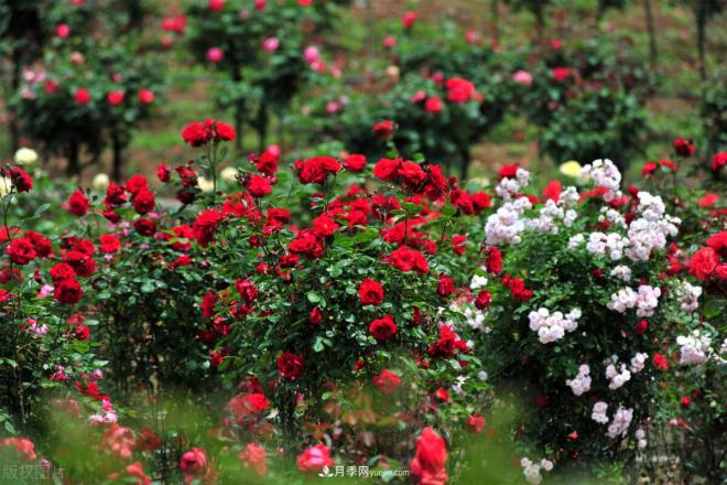 會養(yǎng)花的人，能把普通月季，養(yǎng)成“藝術品”(圖2)