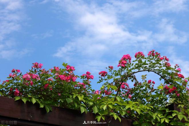 會養(yǎng)花的人，能把普通月季，養(yǎng)成“藝術品”(圖4)