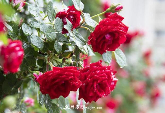 會養(yǎng)花的人，能把普通月季，養(yǎng)成“藝術品”(圖1)