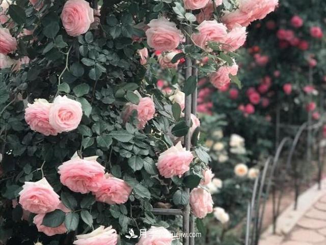 會養(yǎng)花的人，能把普通月季，養(yǎng)成“藝術品”(圖3)