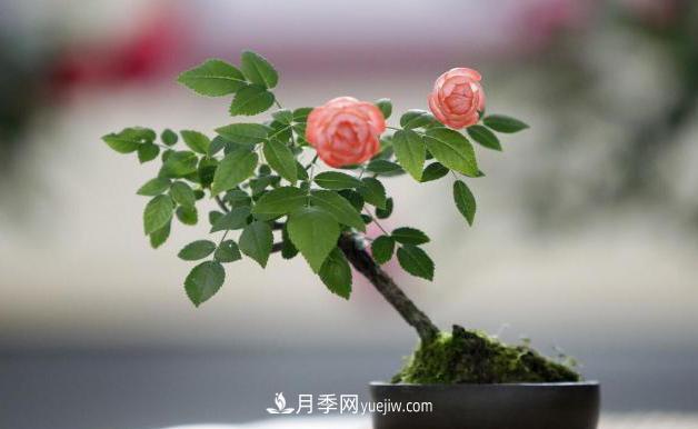 會養(yǎng)花的人，能把普通月季，養(yǎng)成“藝術品”(圖6)