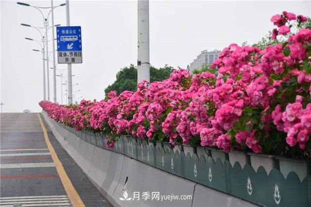 2021年，綠化月季上高架會成為潮流嗎？(圖2)