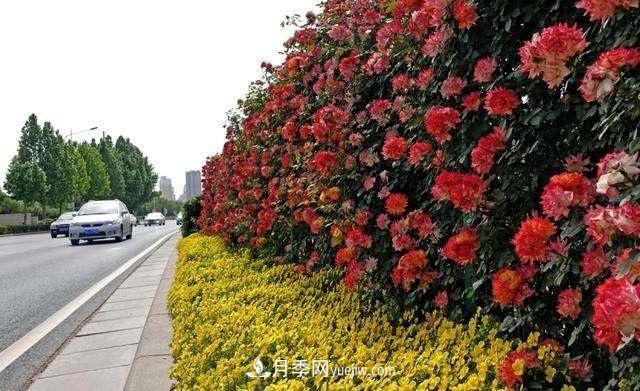 2021年，綠化月季上高架會成為潮流嗎？(圖4)