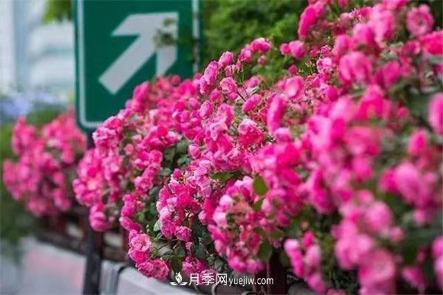 2021年，綠化月季上高架會成為潮流嗎？(圖3)