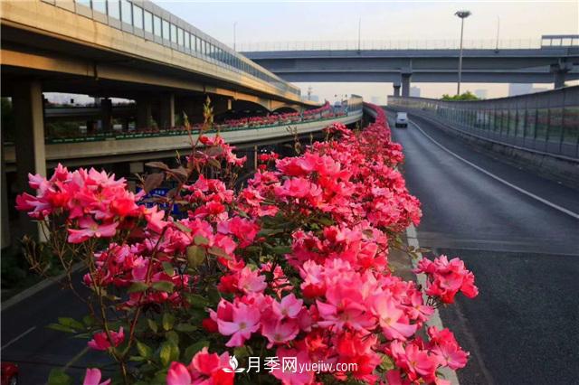 2021年，綠化月季上高架會成為潮流嗎？(圖6)