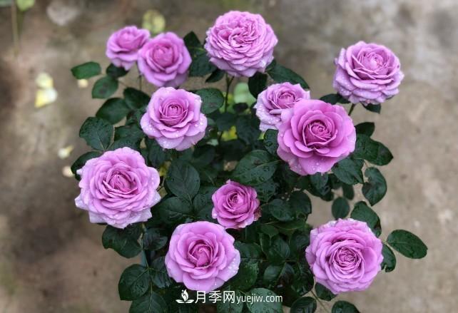 盆栽大花月季不如選微型，花型緊湊品種繁多，一次開花上百朵(圖2)
