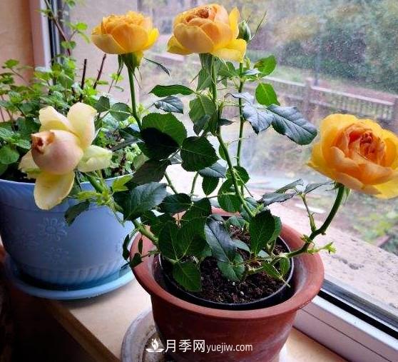 盆栽大花月季不如選微型，花型緊湊品種繁多，一次開花上百朵(圖1)