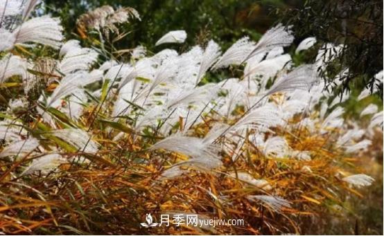 又美又耐寒！8種北方適用觀賞草推薦(圖3)