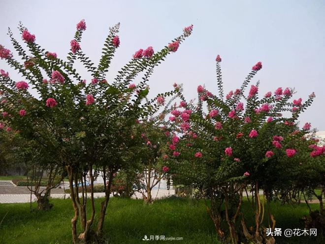 叢生苗木市場(chǎng)火熱，如何輕松登上銷量榜首？(圖2)