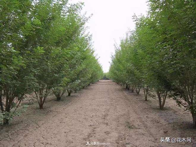 叢生苗木市場(chǎng)火熱，如何輕松登上銷量榜首？(圖4)
