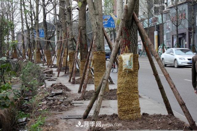 為什么說秋季移栽樹木成活率更高？苗木要提高成活率，還需要注意什么(圖1)