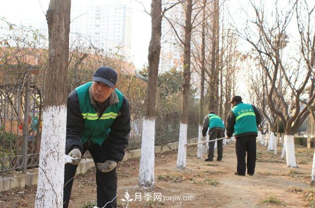 為什么說秋季移栽樹木成活率更高？苗木要提高成活率，還需要注意什么(圖3)
