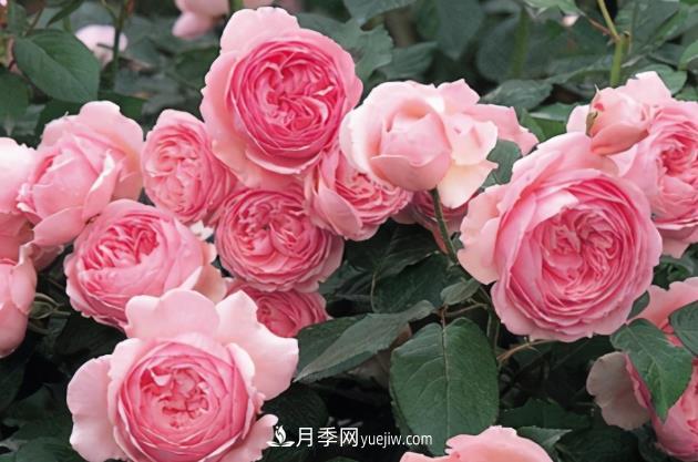 11月了，還不快給月季“清花苞”，開春后瘋狂爆花(圖1)