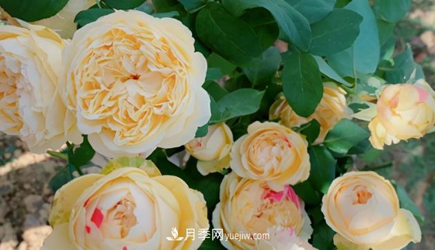 11月了，還不快給月季“清花苞”，開春后瘋狂爆花(圖2)