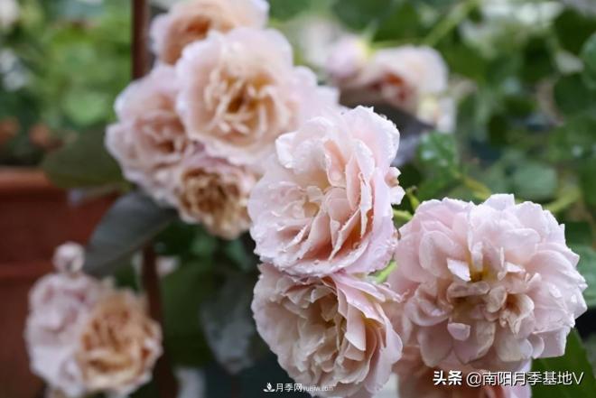 10種復(fù)古色月季，氣質(zhì)炸裂！你入手了沒(méi)？(圖3)