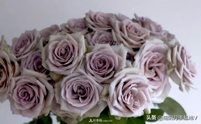 10種復(fù)古色月季，氣質(zhì)炸裂！你入手了沒(méi)？(圖2)