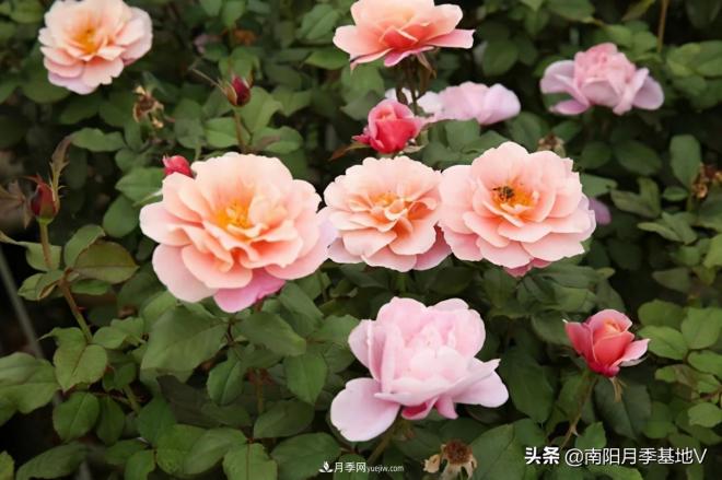 10種復(fù)古色月季，氣質(zhì)炸裂！你入手了沒(méi)？(圖4)